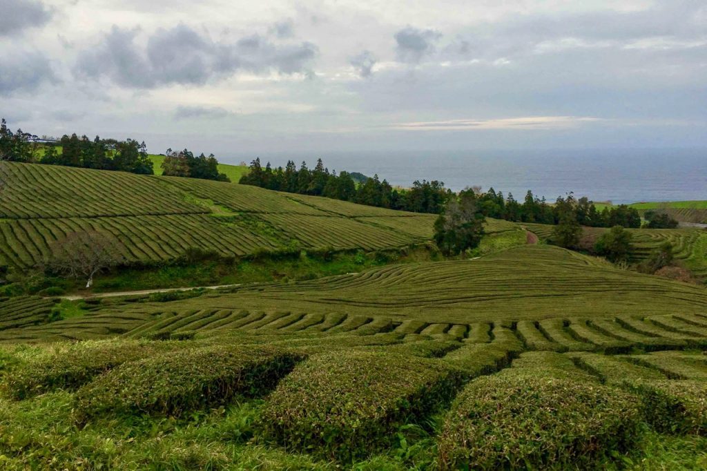 From transportation to food to hiking and other awesome activities, our guide to São Miguel covers everything you need to plan your own trip to the Azores, Portugal, some beautiful islands in the Atlantic Ocean.