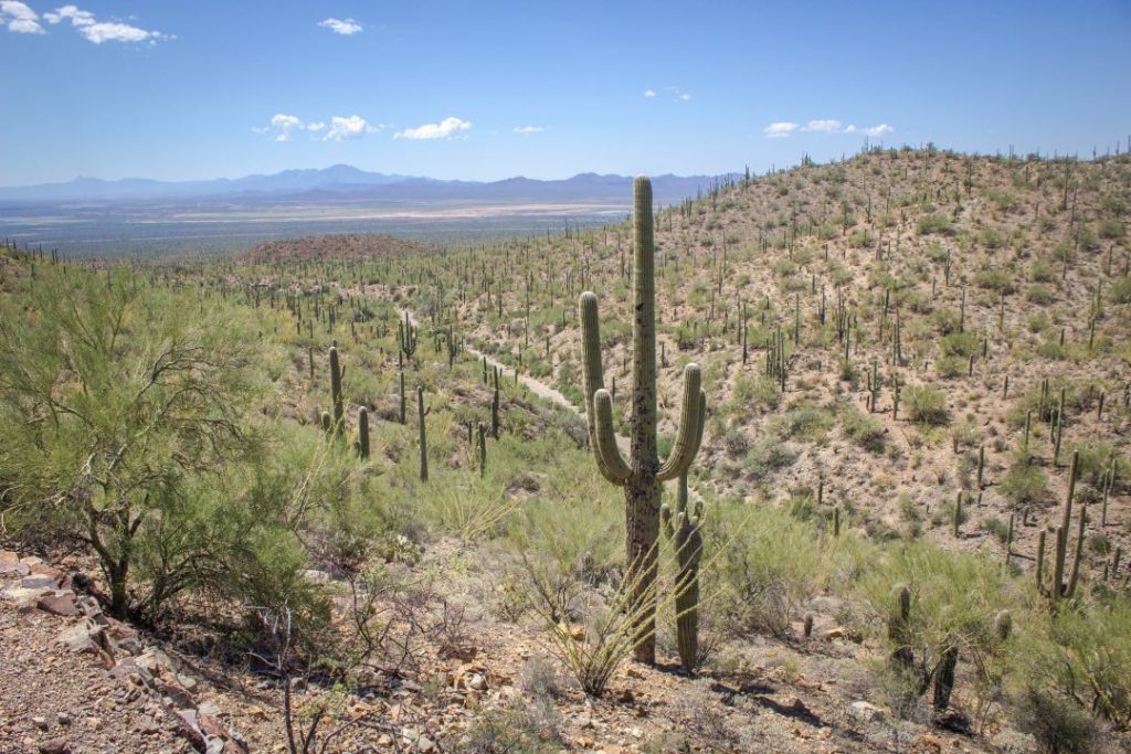 Hill covered in dirt, shrubs, and cactuses, with mountains in the background.