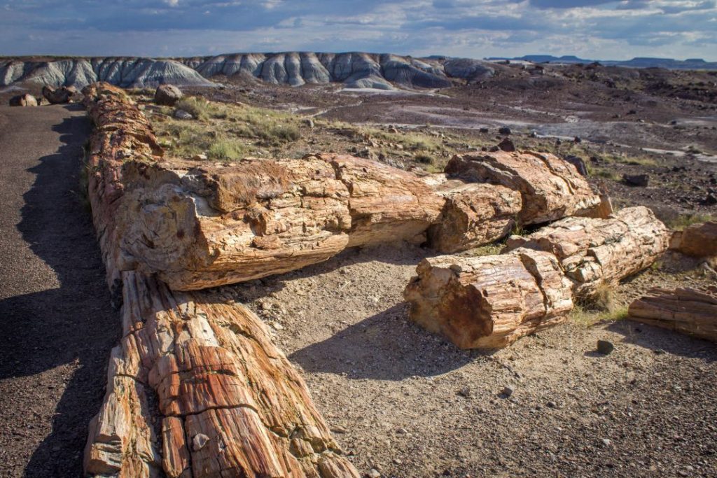 Close-up of petrified tan logs in front of colored badlands hills.