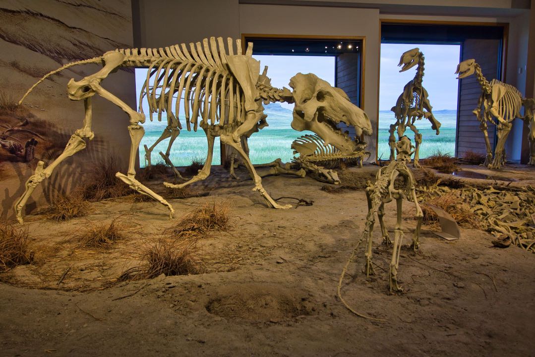 Four skeletons of ancient mammals varying in size on a sandy surface with a bone pile to the right of the skeletons.