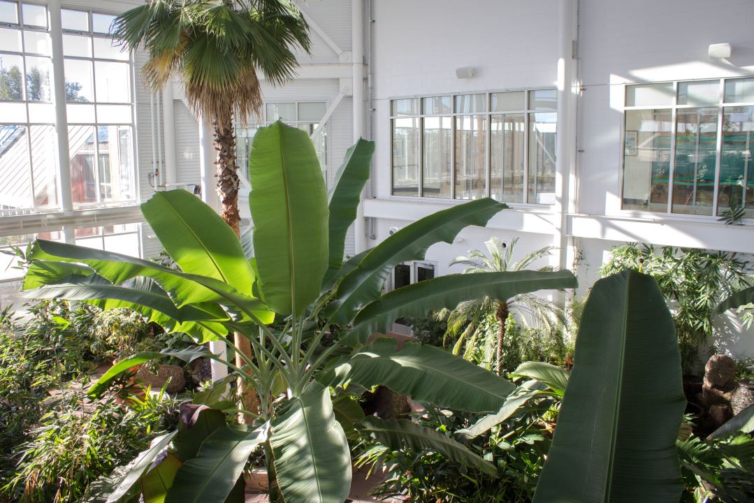 Interior of a bright white-walled two-storey building with large palm trees rising up through the room.