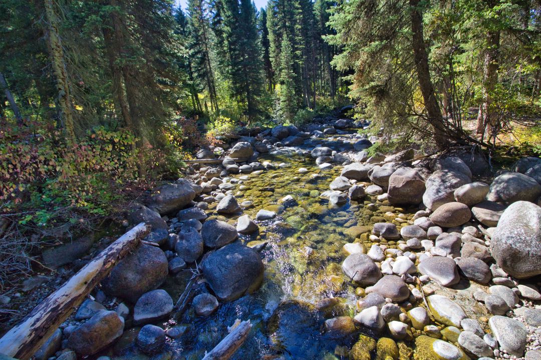 A creek with crystal-clear water flows over rounded boulders through a forest of pine trees.